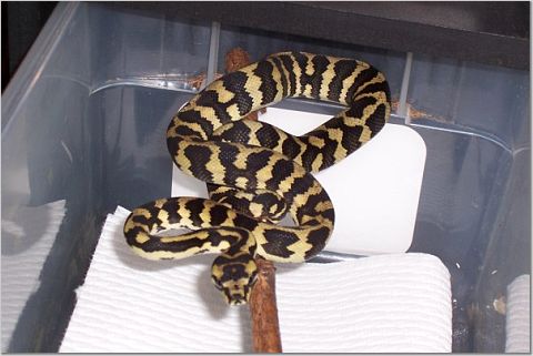 female hatchling 10